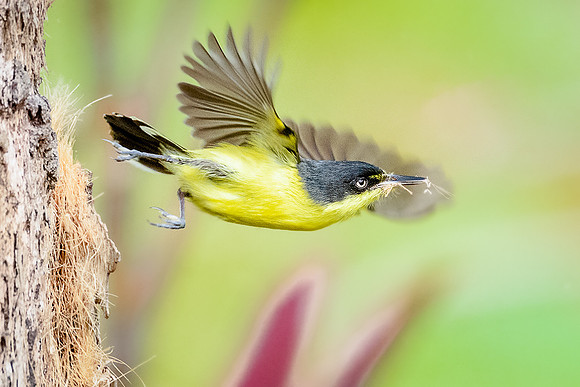 Nesting material to go