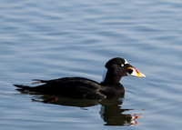Male Surf Scoter