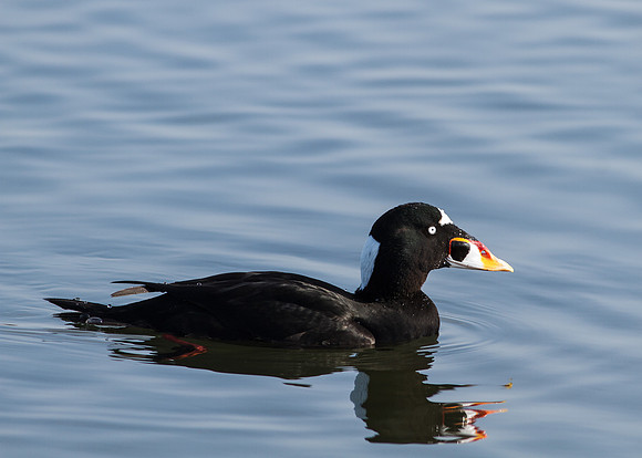 Male Surf Scoter
