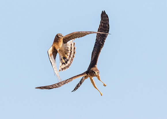 Clash of the Harriers