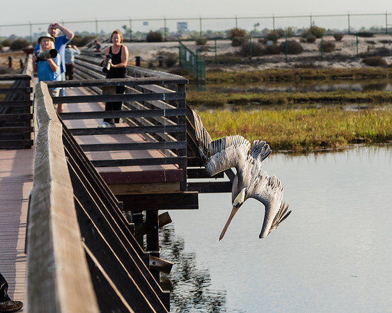 Bolsa Chica-2014-3050