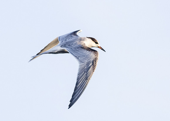 Common Tern