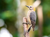 Hoffman's Woodpecker - female