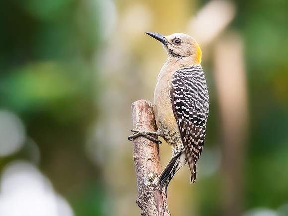 Hoffman's Woodpecker - female