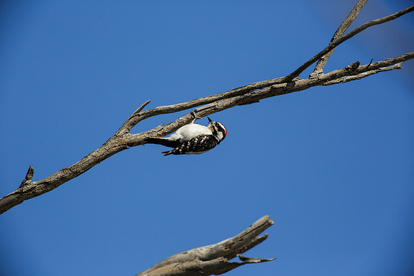BolsaChica2013-2636