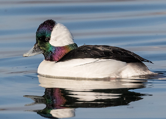 Male Bufflehead
