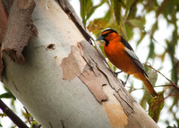 Bullock's Oriole