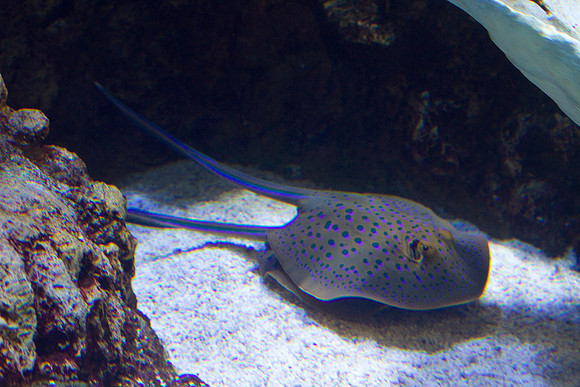 LB-aquarium-0676