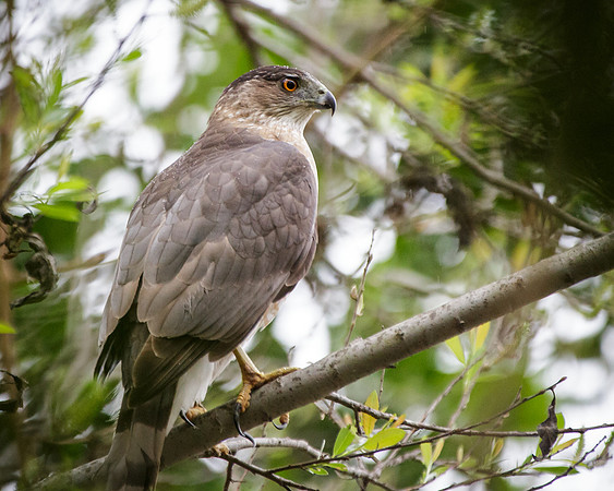 Coopers Hawk