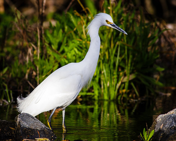 Snowy Egret