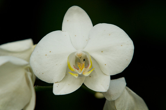 La-arboretum-77