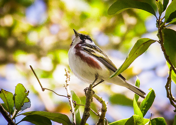 Chestnut-sided Warbler