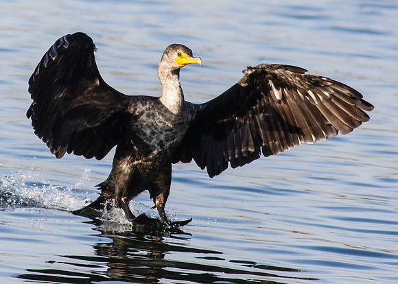 Water Landing with style......