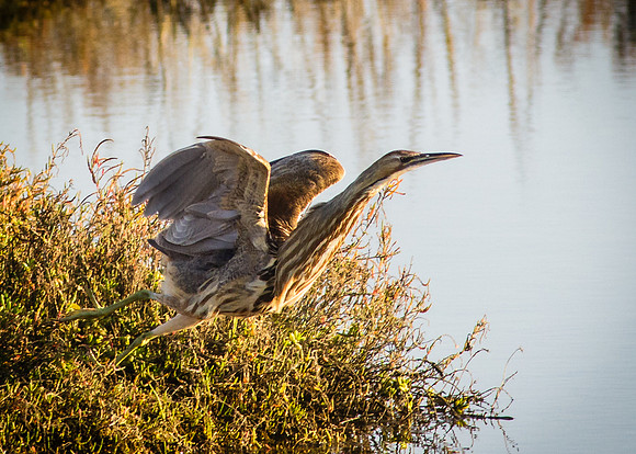 American Bittern