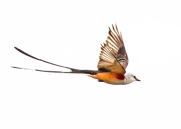 Scissor in Flight