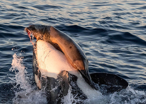 LB-WhaleWaching-2015-6705