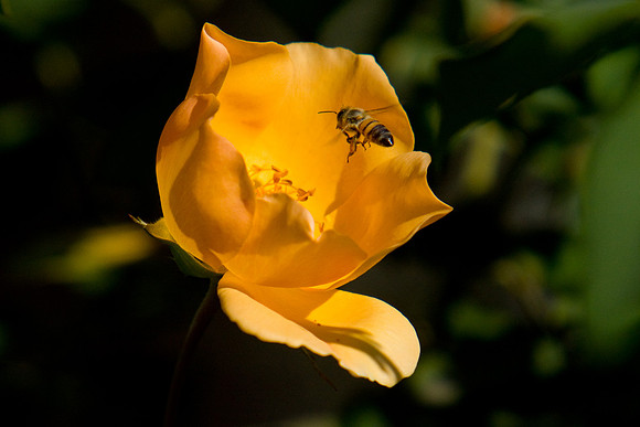 La-arboretum-133