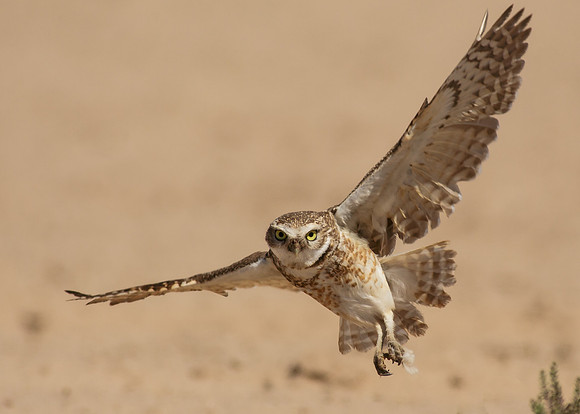 Owl in flight
