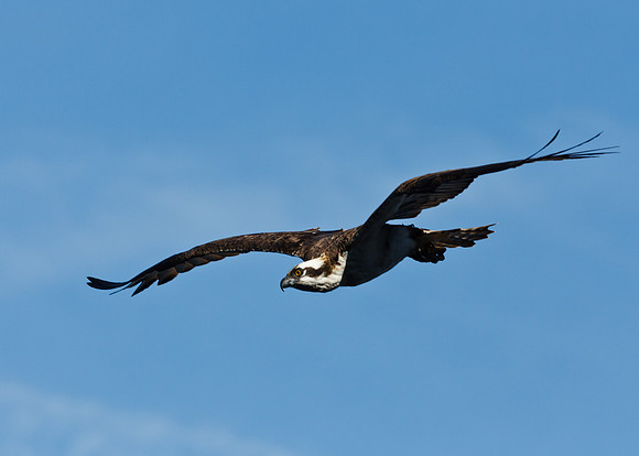 Osprey Fishing