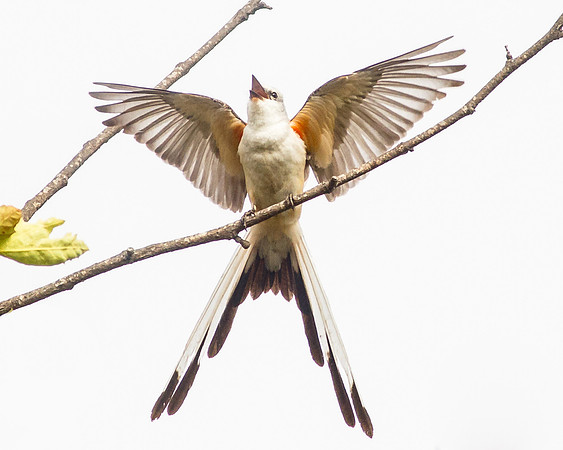 Throw your wings up!