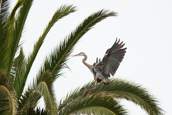 Great Blue Heron