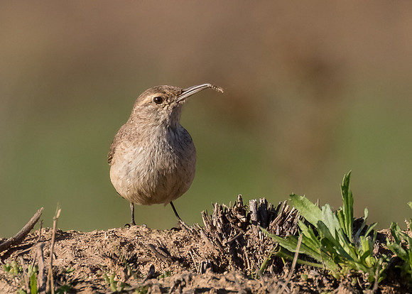 Rock Wren with a treat
