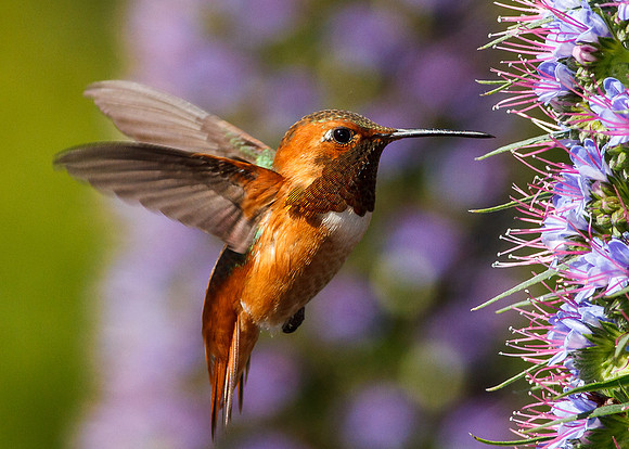 Rufous in flight