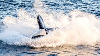 Splash down......