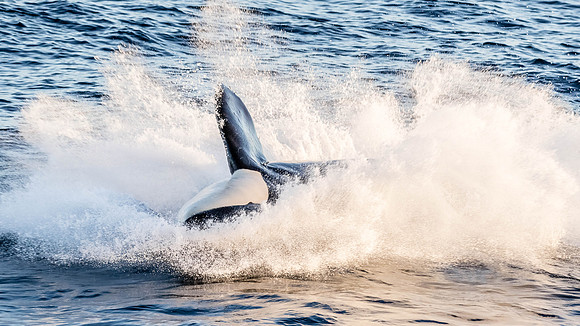 Splash down......