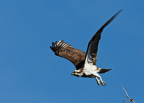 Osprey Fishing