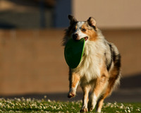 Riggs