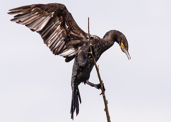 Neotropic Cormorant