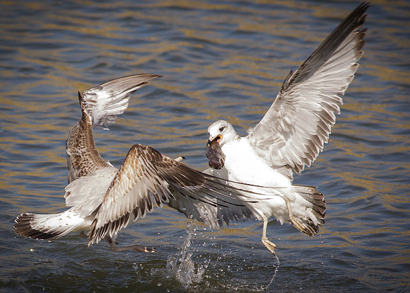 Wet Aerial battle
