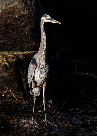 OC-Dana Point Pelagic 2014-5726