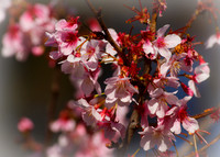 Signs of the coming Spring