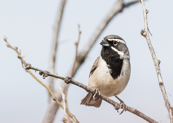 Black-throated Sparrow