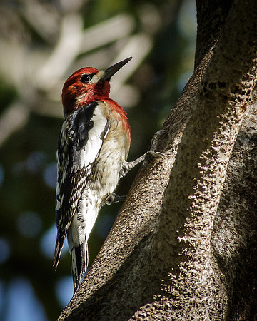 Red--Breasted, Sapsucker