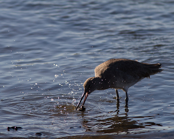 BolsaChica2011-0445