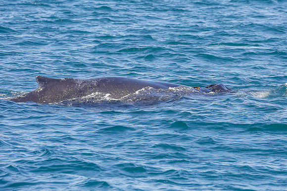 NB-whale watching-5568