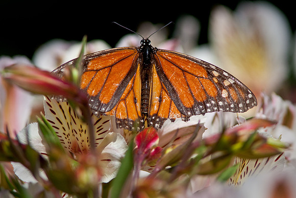 CSUF-arb-7679