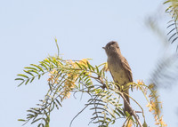 OC-Mile Sqr Park-2014-8699