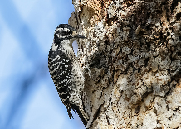 Nuttall's Woodpecker