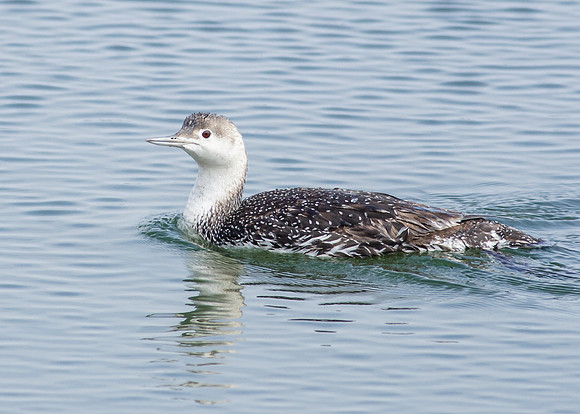 BolsaChica-2013-7726-2