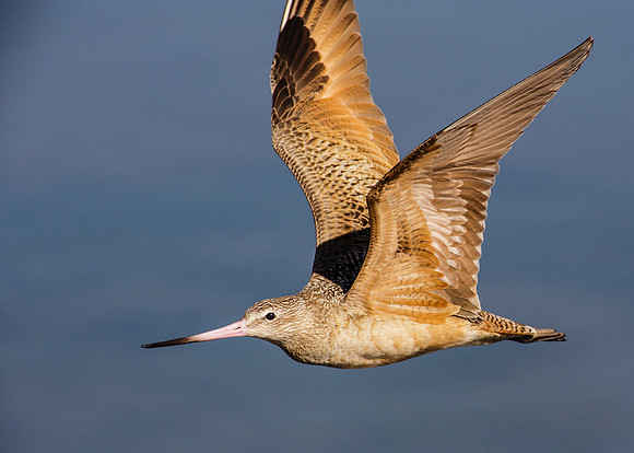 BolsaChica-2014-1177