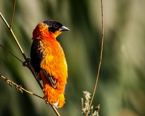 Orange Bishop