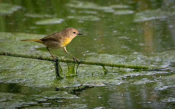 Walkin' the tightrope.....