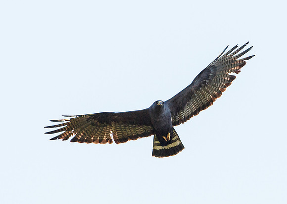 AZ-fri-8362