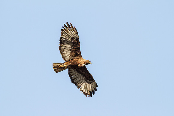 Female Red-Tailed Hawk in flight