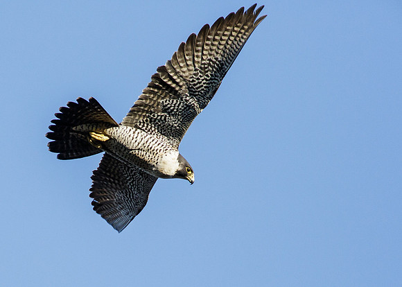 Peregrine Falcon