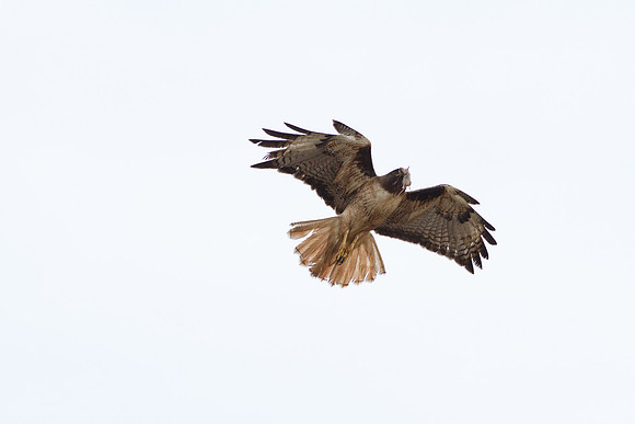 Male Red-Tailed hawk with prey